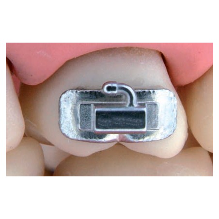 BASI ANATOMICHE D.B.