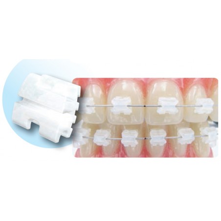 ATTACCHI D.B..018 RICKETTS AQUA Leone